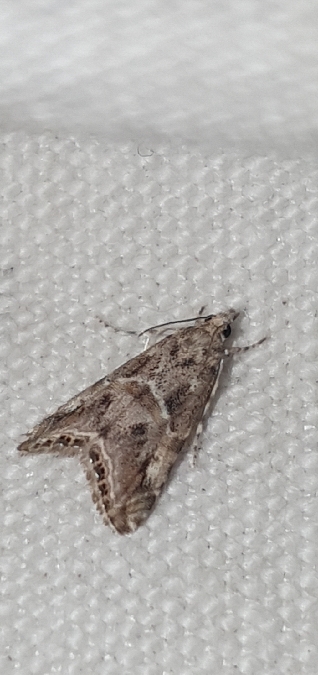 Euchromius cambridgei  - Melchior Viallet