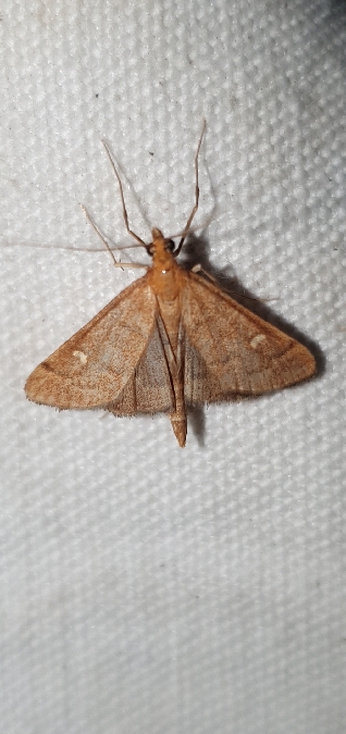 Dolicharthria aetnaealis  - Melchior Viallet