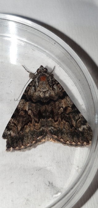 Catocala nymphagoga  - Melchior Viallet