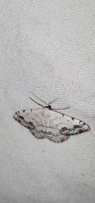 Scopula decorata  - Melchior Viallet
