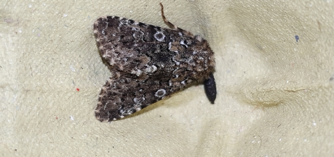 Hadena magnolii  - Melchior Viallet