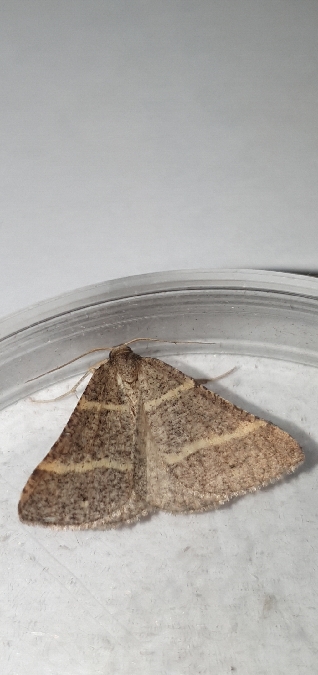 Petrophora narbonea  - Melchior Viallet