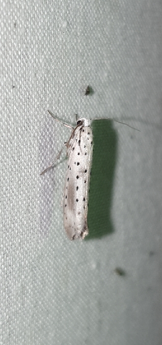 Yponomeuta irrorella  - Melchior Viallet
