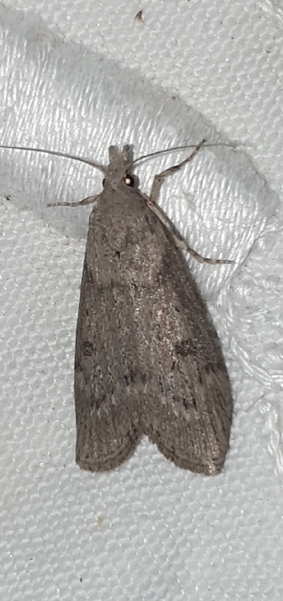 Lamoria anella  - Melchior Viallet