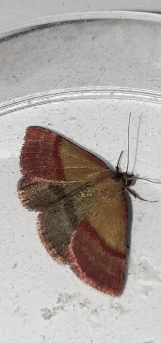 Phytometra viridaria  - Melchior Viallet
