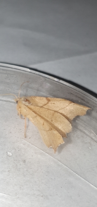 Ennomos erosaria  - Melchior Viallet