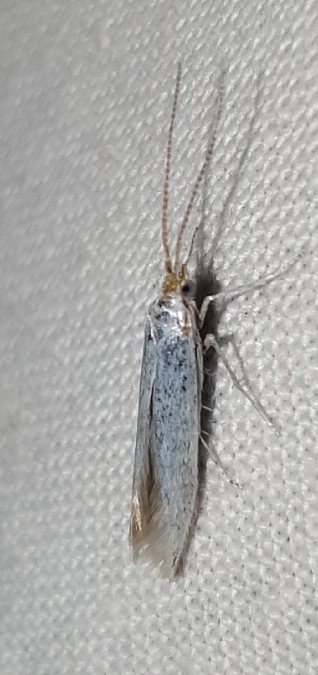 Coleophora indéterminé  - Melchior Viallet