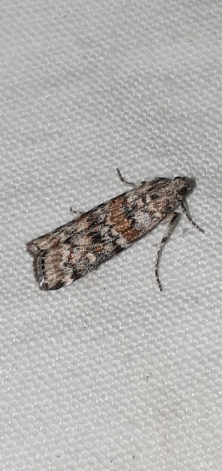 Dioryctria abietella  - Melchior Viallet