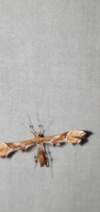 Cnaemidophorus rhododactyla  - Melchior Viallet