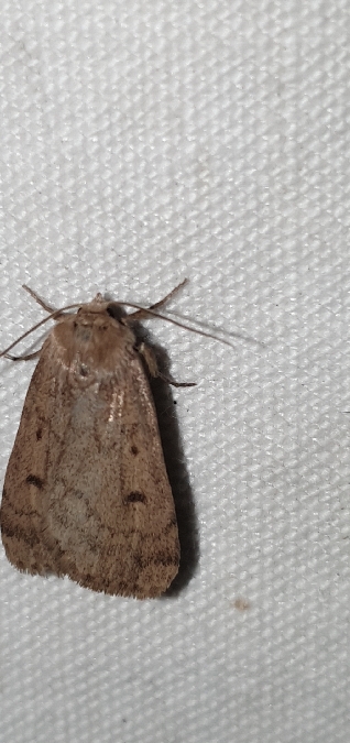 Athetis pallustris  - Melchior Viallet