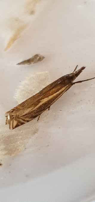 Crambus lathoniellus  - Melchior Viallet