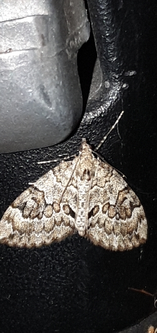 Thera britannica / variata  - Melchior Viallet