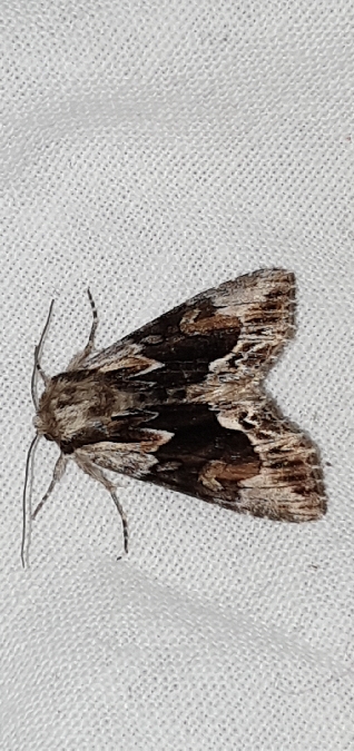 Hyppa rectilinea  - Melchior Viallet