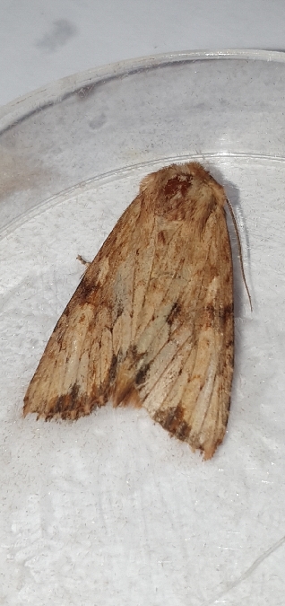 Apamea sublustris  - Melchior Viallet