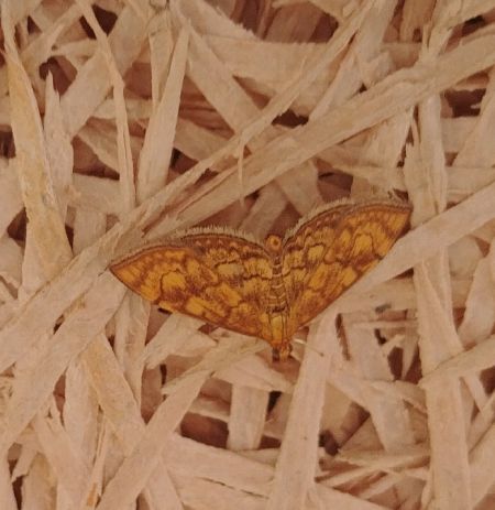 Anania verbascalis 