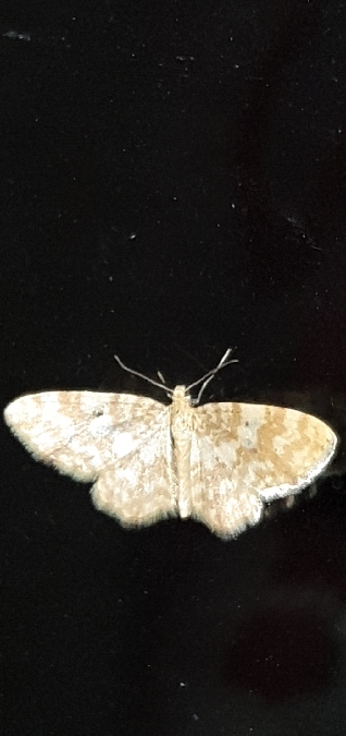 Hydrelia flammeolaria  - Melchior Viallet