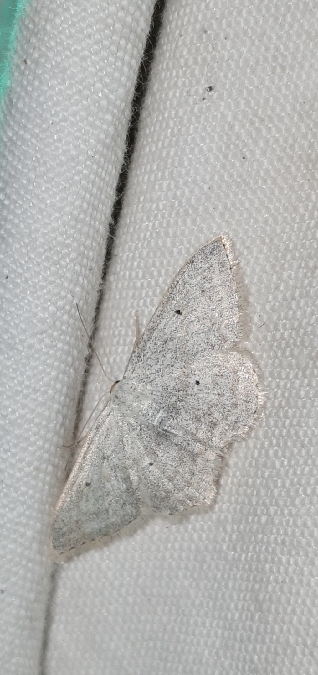 Scopula incanata  - Melchior Viallet