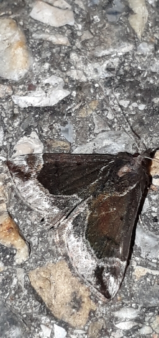 Hypena crassalis  - Melchior Viallet