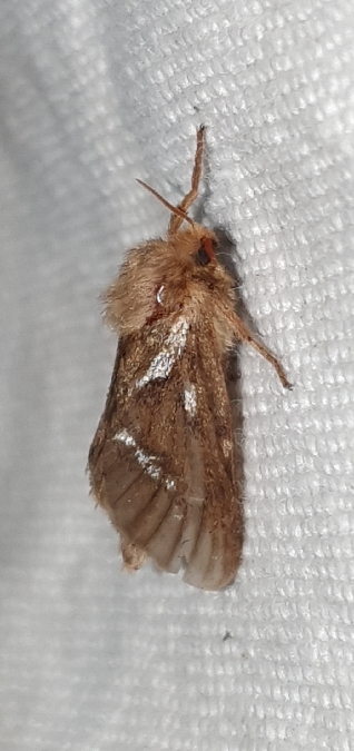 Louvette  - Melchior Viallet