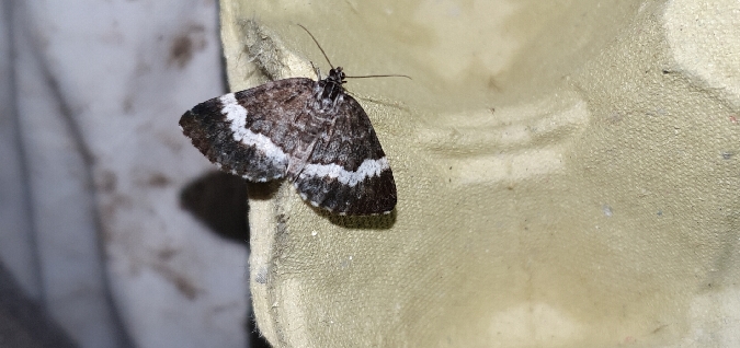 Spargania luctuata  - Melchior Viallet