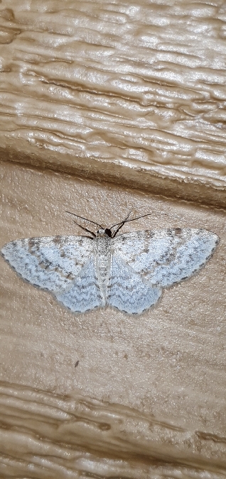Hydrelia sylvata  - Melchior Viallet