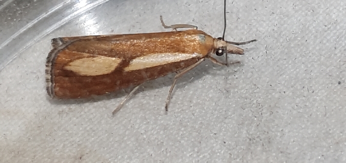 Catoptria conchella  - Melchior Viallet