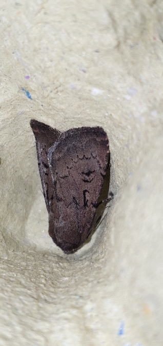 Graphiphora augur  - Melchior Viallet