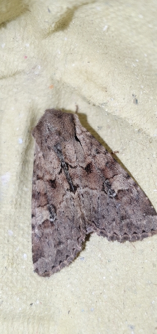 Apamea sordens  - Melchior Viallet