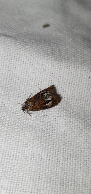 Olethreutes arcuella  - Melchior Viallet