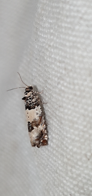 Epinotia thapsiana  - Melchior Viallet