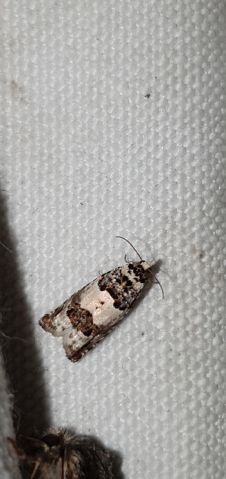 Epinotia thapsiana  - Melchior Viallet