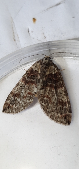 Hydriomena ruberata  - Melchior Viallet