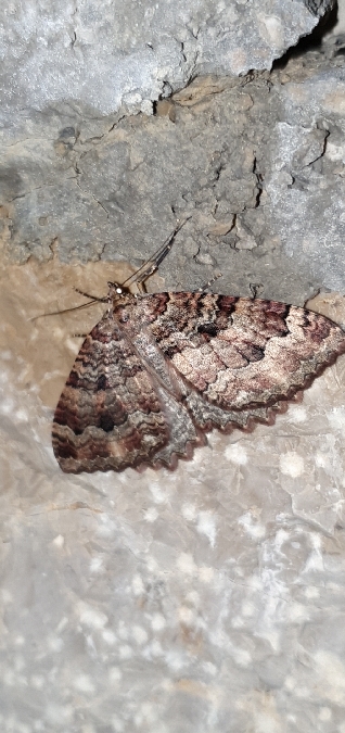 Triphosa dubitata  - Melchior Viallet