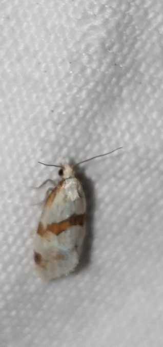 Aethes cnicana  - Melchior Viallet