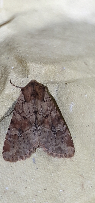 Apamea sordens  - Melchior Viallet