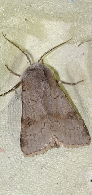 Agrotis cinerea  - Melchior Viallet