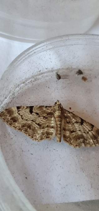 Eupithecia abietaria  - Melchior Viallet
