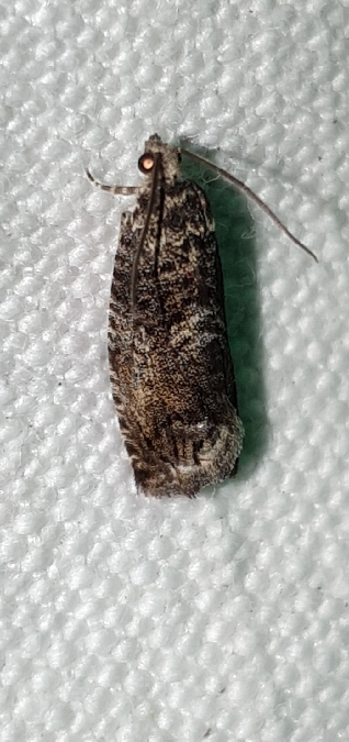 Cydia fagiglandana  - Melchior Viallet
