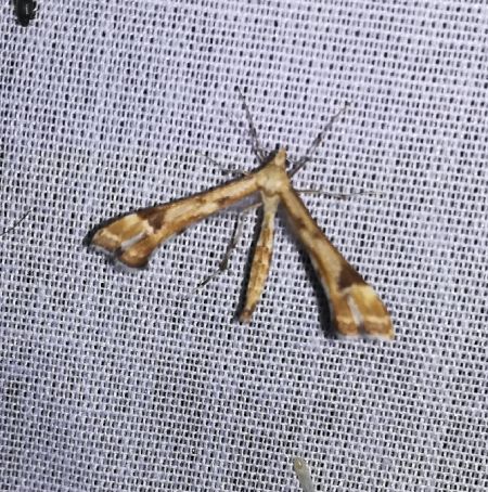 Platyptilia sp.  - Thomas Lux