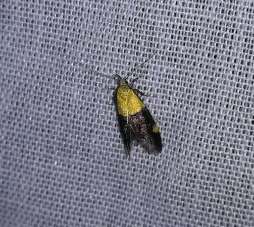 Oecophora bractella  - Thomas Lux