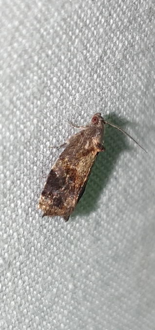 Ditula angustiorana  - Melchior Viallet