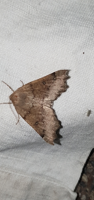 Odontopera bidentata  - Melchior Viallet