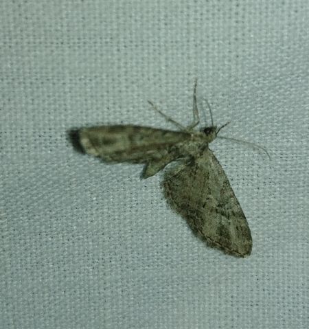 Eupithecia exiguata 