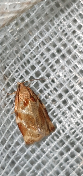 Archips xylosteana  - Melchior Viallet