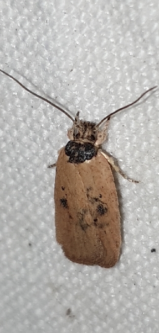 Agonopterix subpropinquella  - Melchior Viallet