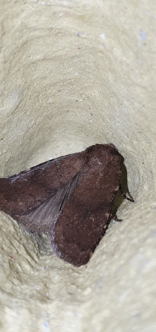 Rusina ferruginea  - Melchior Viallet