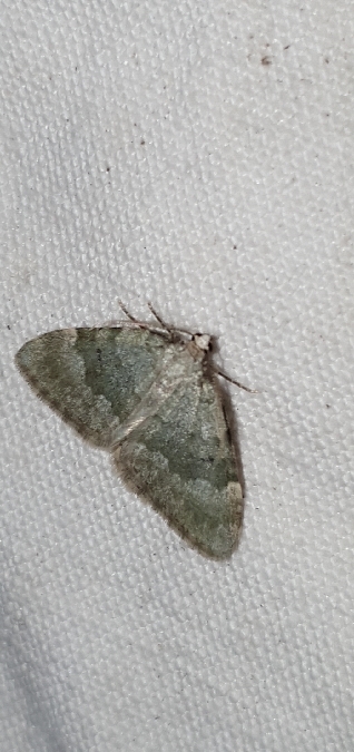 Colostygia aqueata  - Melchior Viallet