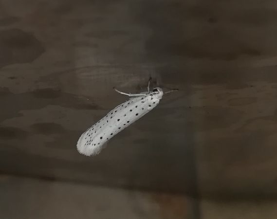 Yponomeuta evonymella  - Thomas Lux