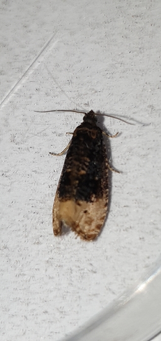 Hedya ochroleucana  - Melchior Viallet