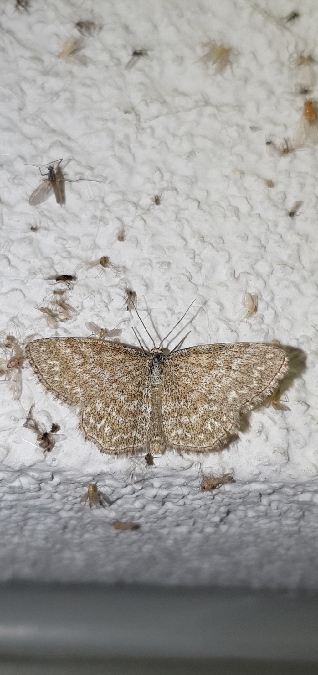 Scopula immorata  - Melchior Viallet